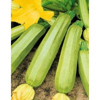 Семена АСТ Кабачок Кавили F1 5шт