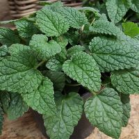 Семена АСТ Мелисса лекарственная Мандарина 10шт