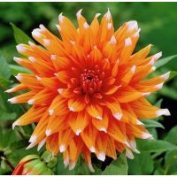 Многолетник Георгина кактусовая Колор Спектакль 1шт/уп