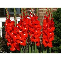 Многолетник Гладиолус Традерхорн 5шт/уп