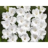 Многолетник Гладиолус Вайт Просперити 5шт/уп