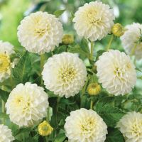 Многолетник Георгина шаровидная Бум Бум Вайт 1шт/уп