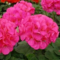 Семена АСТ Пеларгония зональная Симона F1 5шт