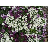 Семена АСТ Алиссум ампельный Клеар Кристалс Смесь 10шт