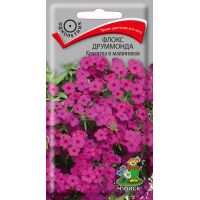 Семена Поиск Флокс друммонда Красотка в малиновом 0,1г