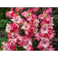 Многолетник Гладиолус Брокен Харт Фриззл 5шт/уп