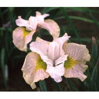 Многолетник ИРИС сибирский Лемон Вейл 1 шт