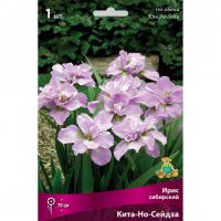 Многолетник Ирис сибирский Кита-Но-Сейза 1шт