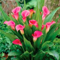 Многолетник КАЛЛА Пинк 1шт