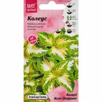 Семена АСТ Колеус Визард Жаде (Нефрит) 10шт
