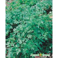 Семена РУССКИЙ ОГОРОД Петрушка листовая Обыкновенная 4г  417002