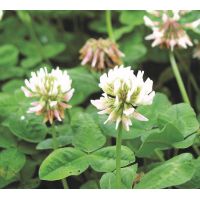 Клевер белый 0,5кг