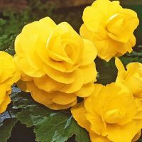 Многолетник Бегония Дабл Йеллоу 2шт/уп