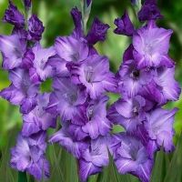 Многолетник Гладиолус Куки 5шт