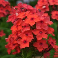 Многолетник Флокс Орандж 1шт.