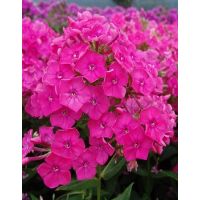 Многолетник Флокс Пинк  1шт.