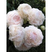 Многолетник Пион молочноцветковый Соланж 1шт
