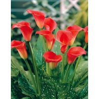 Многолетник КАЛЛА Рэд сокс 1шт