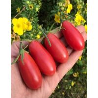 Семена АСТ Томат Ракета 0,05г