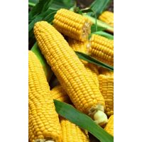 Семена АСТ Кукуруза сахарная Ранняя лакомка 121 2г