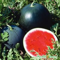 Семена РУССКИЙ ОГОРОД Арбуз Огонек 1г  304402