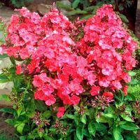 Многолетник Флокс Рэд  1шт.