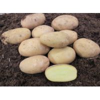 Картофель семенной АРИЭЛЬ 2 кг