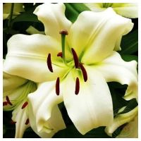 Многолетник Лилия ОТ-гибрид Притти Вуман 2шт