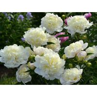 Многолетник Пион молочноцветковый Дюшес де Немур 1шт