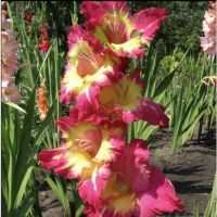 Многолетник Гладиолус Фар вест 5 шт.