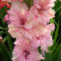 Многолетник Гладиолус Майндсет 5шт