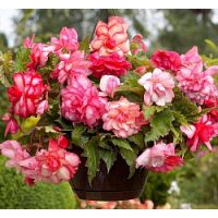 Многолетник Бегония Каскад Флоренс 1шт