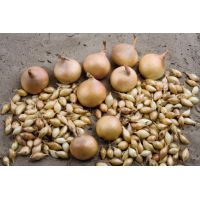 Лук-севок Геркулес 14-21мм 0,5кг Голландия