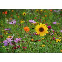 Газон смесь-Цветочная 4кг