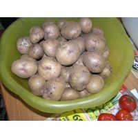 Картофель семенной СИНЕГЛАЗКА 2 кг