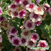 Семена Русский Огород Флокс Вишневая Карамель 0,1г  703424