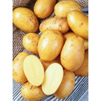 Картофель семенной КОРОЛЕВА АННА 2 кг РОССИЯ