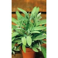 Семена АСТ Шалфей лекарственный Добрыня 0,3г