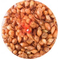 Лук-севок Стурон 14-21мм 0,5кг Голландия