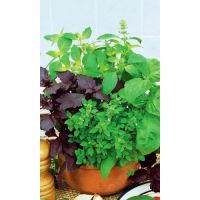 Семена АСТ Базилик овощной Смесь лучших сортов 0,25г