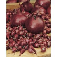 Лук-севок Кармен средний 0,5кг Россия