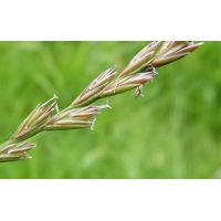 Райграс пастбищный 500гр