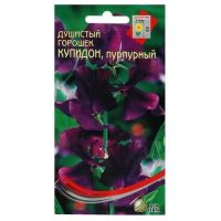 Семена Дом Семян Горошек душистый Купидон пурпурный 6шт