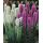 Семена Цветущий Сад Лиатрис Колоссковый 0,05г смесь