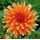 Многолетник Георгина кактусовая Колор Спектакль 1шт/уп