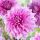 Многолетник Георгина декоративная Лавендер Перфекшн 1шт/уп