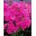 Многолетник Флокс Пинк  1шт.