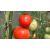 Томат  d12
