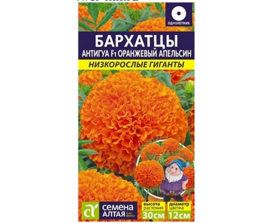 Семена Алтая Бархатцы (тагетис) Антигуа F1 Оранжевый апельсин 5шт