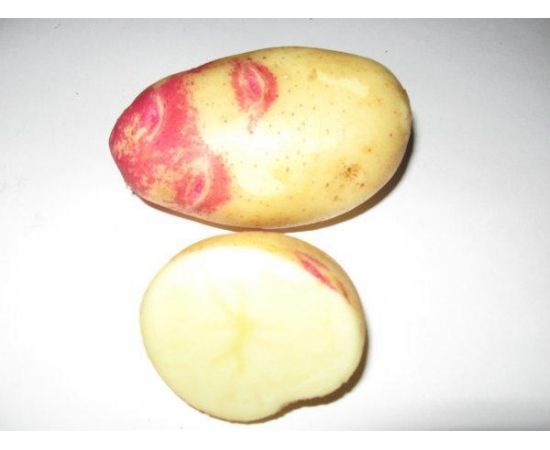 Картофель семенной ИВАН ДА ШУРА 2 кг